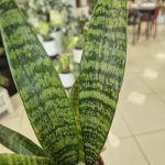 Sansewieria gwinejska (Sansevieria trifasciata 'Black Coral') 25cm