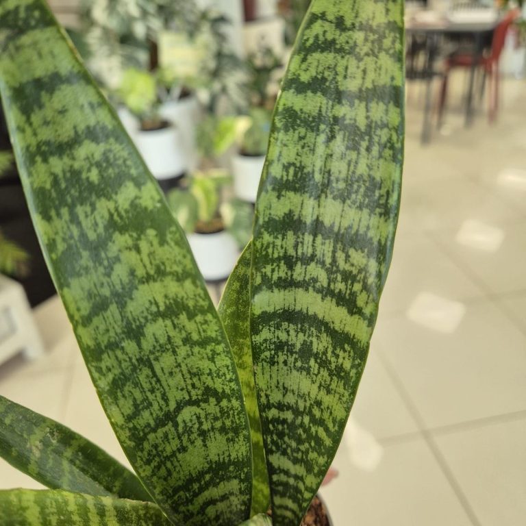 Sansewieria gwinejska (Sansevieria trifasciata 'Black Coral') 25cm