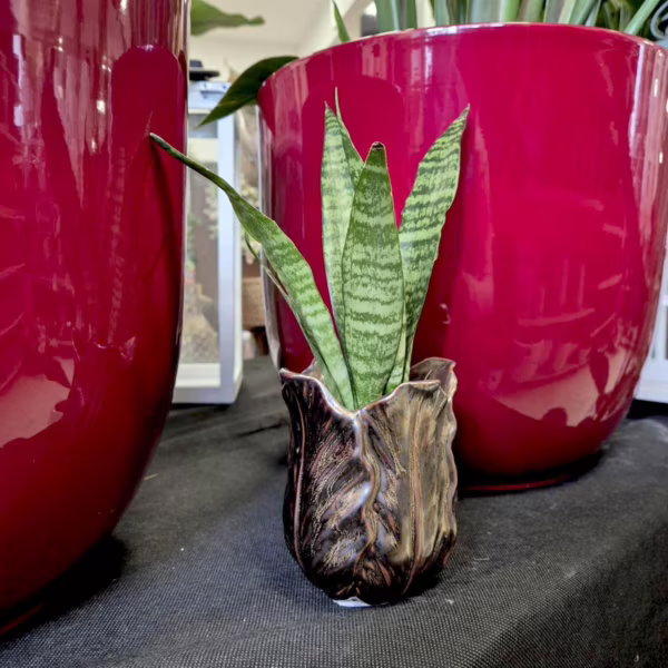 Sansewieria gwinejska (Sansevieria trifasciata 'Black Coral') 20-25cm
