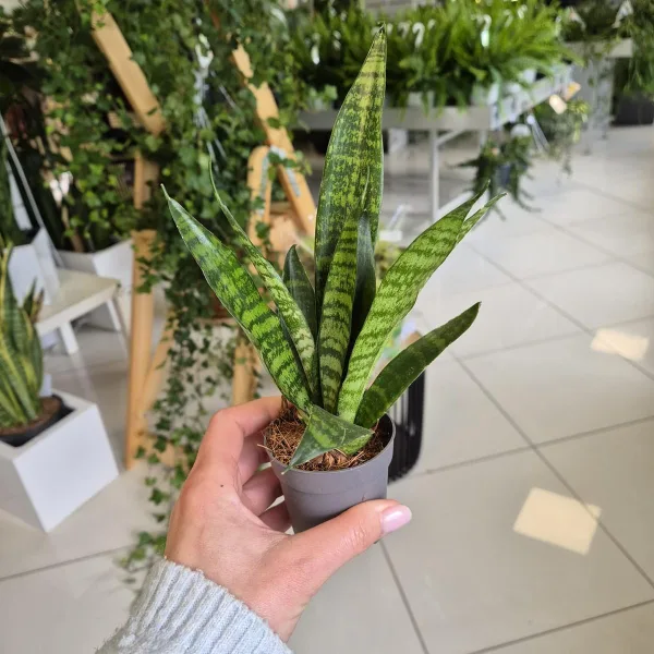 Sansewieria gwinejska (Sansevieria trifasciata 'Black Coral') 25cm