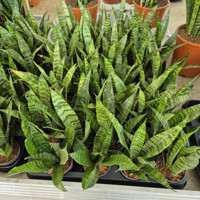 Sansewieria gwinejska (Sansevieria trifasciata 'Black Coral') 25cm