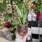 Sansewieria gwinejska (Sansevieria trifasciata 'Black Coral') 25cm