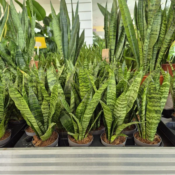 Sansewieria gwinejska (Sansevieria trifasciata 'Black Coral') 25cm