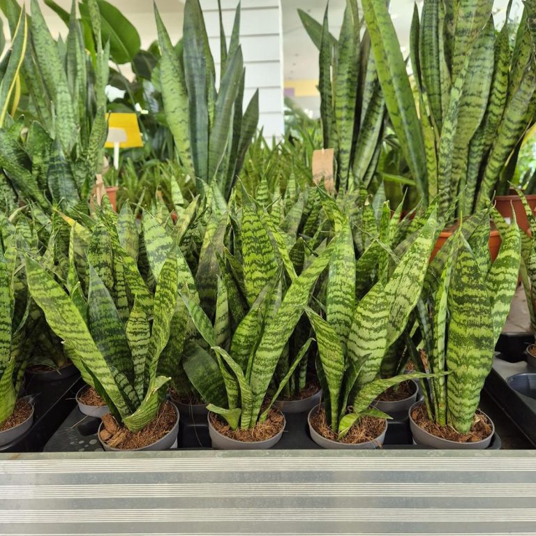 Sansewieria gwinejska (Sansevieria trifasciata 'Black Coral') 25cm