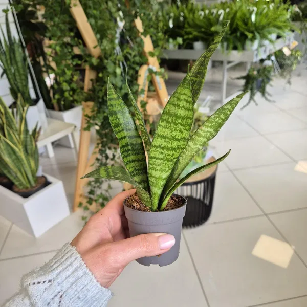 Sansewieria gwinejska (Sansevieria trifasciata 'Black Coral') 25cm