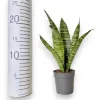Sansewieria gwinejska (Sansevieria trifasciata 'Black Coral’) 25cm