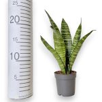 Sansewieria gwinejska (Sansevieria trifasciata 'Black Coral') 25cm