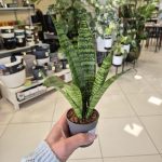 Sansewieria gwinejska (Sansevieria trifasciata 'Black Coral') 25cm