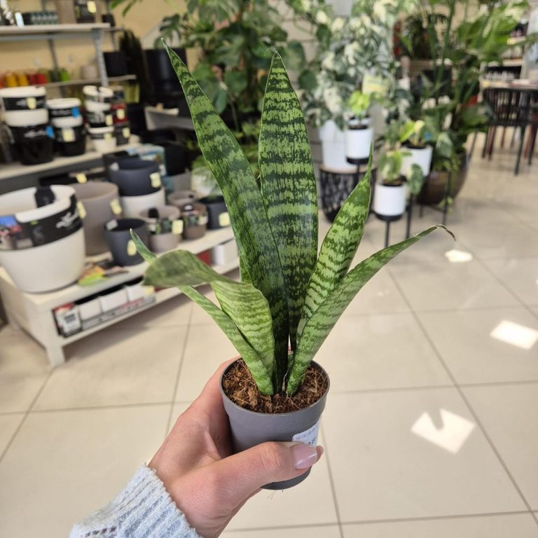 Sansewieria gwinejska (Sansevieria trifasciata 'Black Coral') 25cm