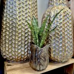 Sansewieria gwinejska (Sansevieria trifasciata 'Black Coral') 25cm