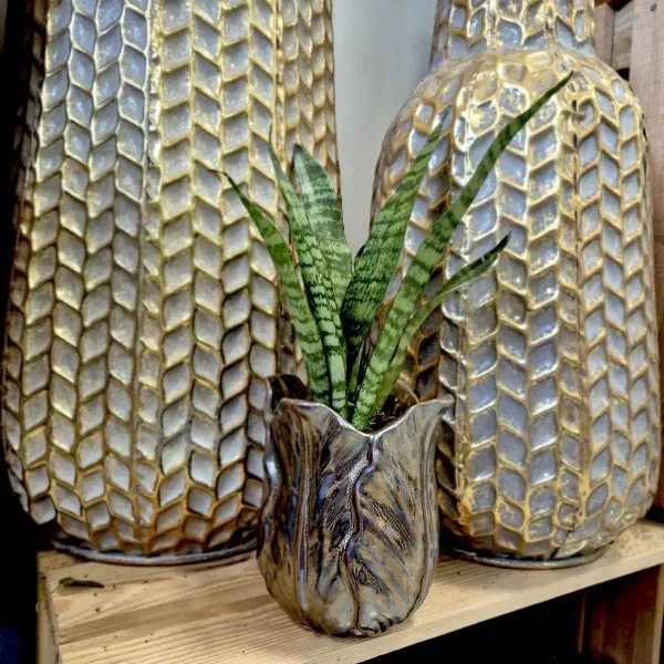 Sansewieria gwinejska (Sansevieria trifasciata 'Black Coral') 25cm