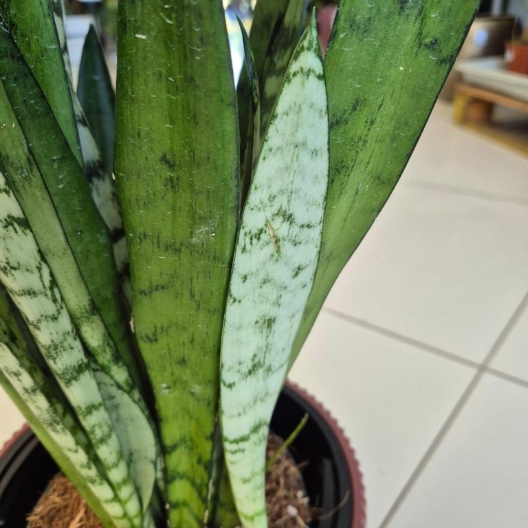 Sansewieria gwinejska (Sansevieria trifasciata 'Silver Princess') 60cm