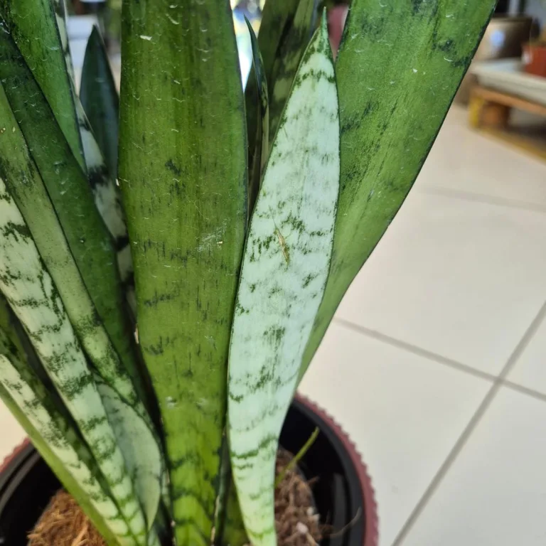 Sansewieria gwinejska (Sansevieria trifasciata 'Silver Princess') 60cm