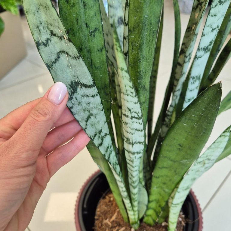 Sansewieria gwinejska (Sansevieria trifasciata 'Silver Princess') 60cm