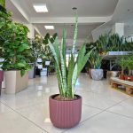 Sansewieria gwinejska (Sansevieria trifasciata 'Silver Princess') 60cm