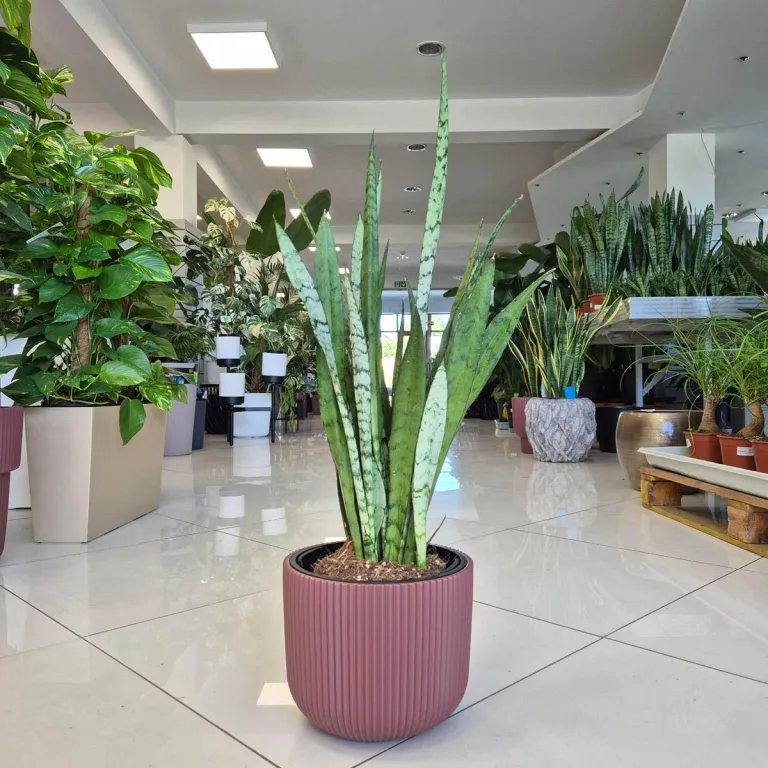 Sansewieria gwinejska (Sansevieria trifasciata 'Silver Princess') 60cm