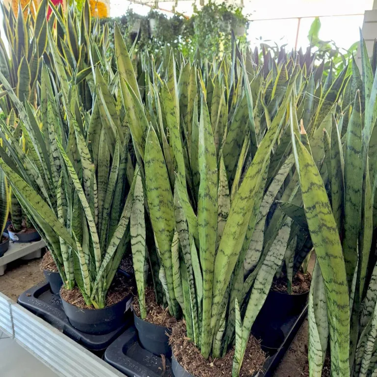 Sansewieria gwinejska (Sansevieria trifasciata 'Silver Princess') 60cm