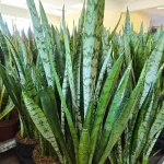 Sansewieria gwinejska (Sansevieria trifasciata 'Silver Princess') 60cm