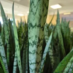 Sansewieria gwinejska (Sansevieria trifasciata 'Silver Princess') 60cm