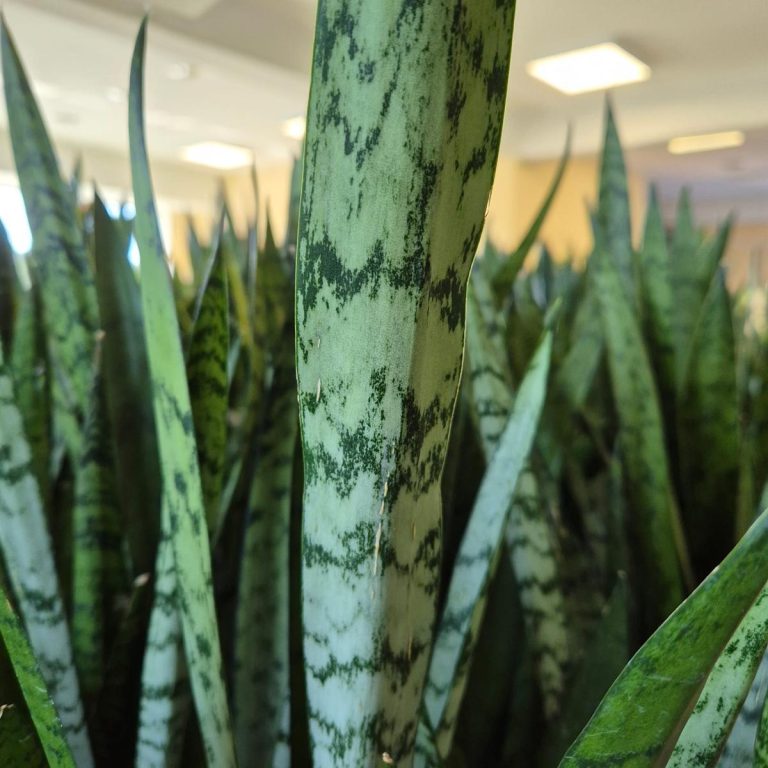 Sansewieria gwinejska (Sansevieria trifasciata 'Silver Princess') 60cm