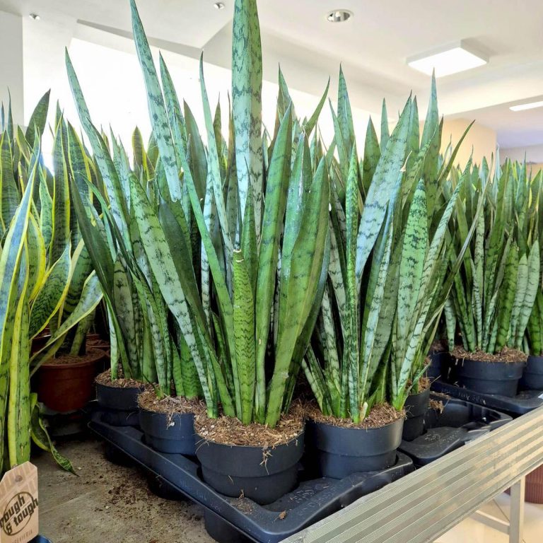 Sansewieria gwinejska (Sansevieria trifasciata 'Silver Princess') 60cm