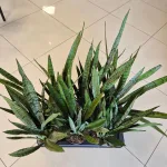 Sansewieria gwinejska (Sansevieria trifasciata 'Silver Princess') 60cm