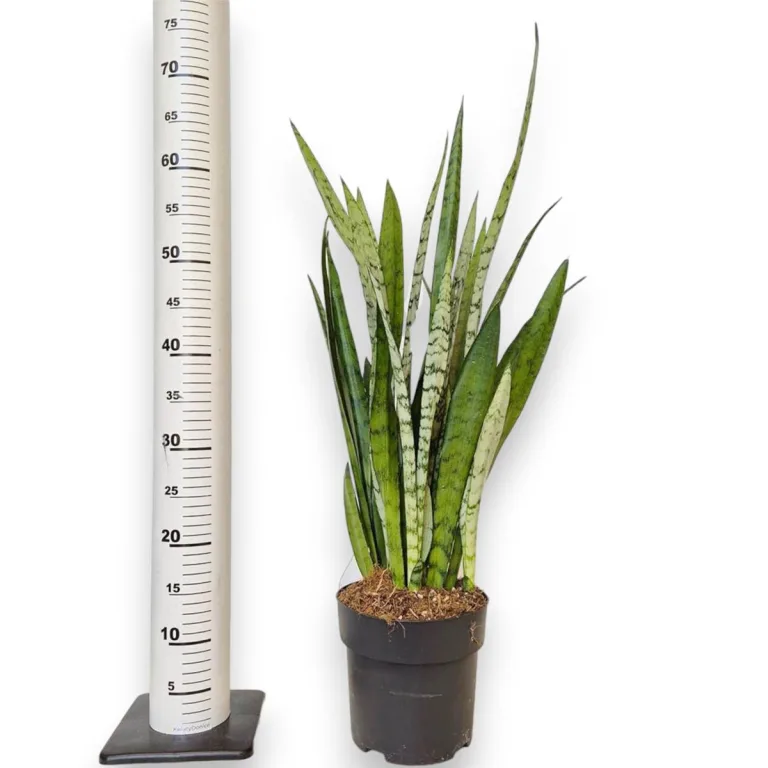 Sansewieria gwinejska (Sansevieria trifasciata 'Silver Princess') 60cm