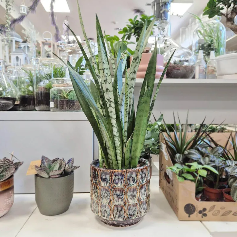 Sansewieria gwinejska (Sansevieria trifasciata 'Silver Princess') 60cm