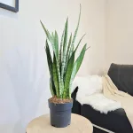 Sansewieria gwinejska (Sansevieria trifasciata 'Silver Princess') 60cm