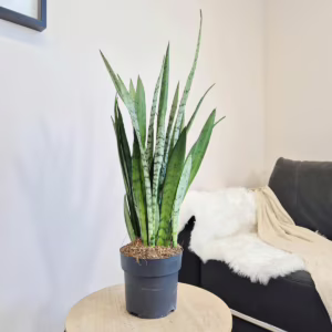 Sansewieria gwinejska (Sansevieria trifasciata 'Silver Princess') 60cm