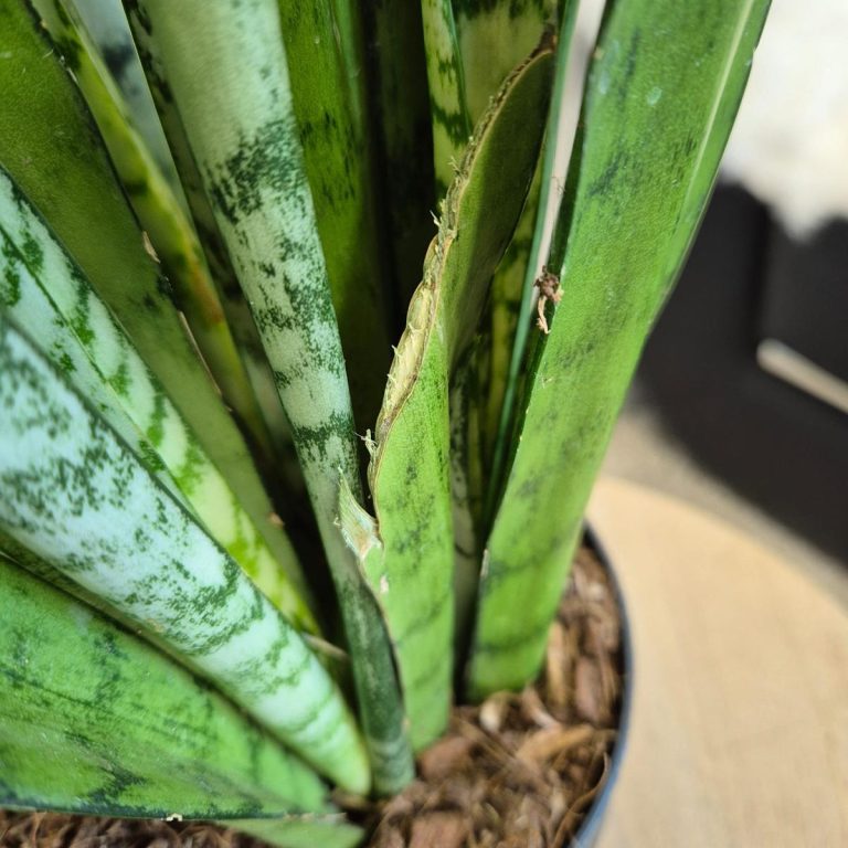 Sansewieria gwinejska (Sansevieria trifasciata 'Silver Princess') 60cm