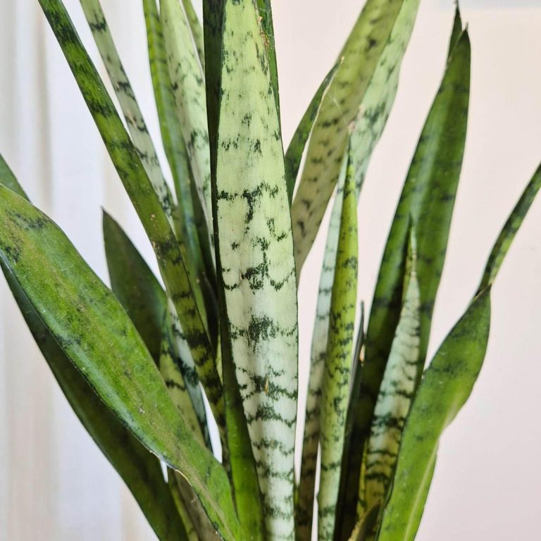 Sansewieria gwinejska (Sansevieria trifasciata 'Silver Princess') 60cm