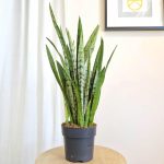 Sansewieria gwinejska (Sansevieria trifasciata 'Silver Princess') 60cm