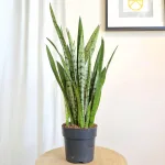 Sansewieria gwinejska (Sansevieria trifasciata 'Silver Princess') 60cm