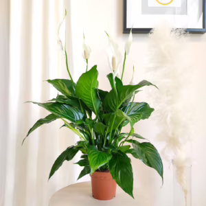 Skrzydłokwiat (Spathiphyllum 'Sweet Ricardo') 55cm