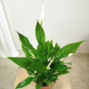 Skrzydłokwiat (Spathiphyllum 'Torelli’) 40cm