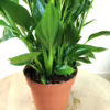 Skrzydłokwiat (Spathiphyllum 'Torelli’) 40cm