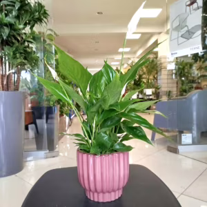 Skrzydłokwiat (Spathiphyllum 'Torelli') 40cm