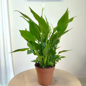 Skrzydłokwiat (Spathiphyllum 'Torelli') 40cm