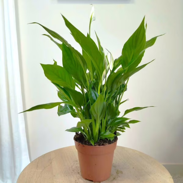 Skrzydłokwiat (Spathiphyllum 'Torelli') 40cm