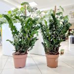 Zamiokulkas zamiolistny (Zamioculcas zamiifolia) 95cm