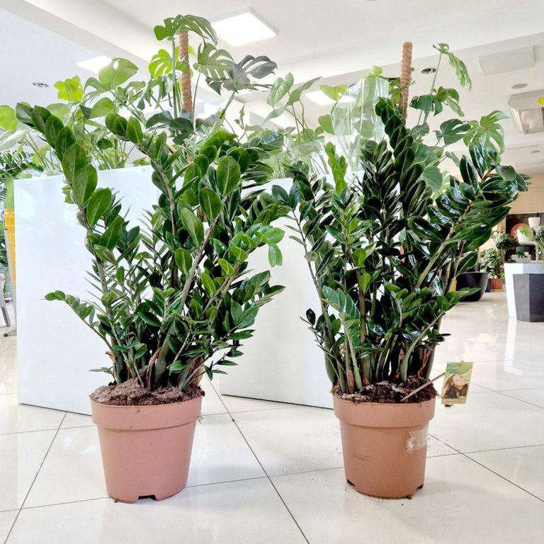 Zamiokulkas zamiolistny (Zamioculcas zamiifolia) 95cm