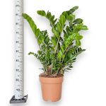 Zamiokulkas zamiolistny (Zamioculcas zamiifolia) 95cm