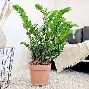 Zamiokulkas zamiolistny (Zamioculcas zamiifolia) 95cm