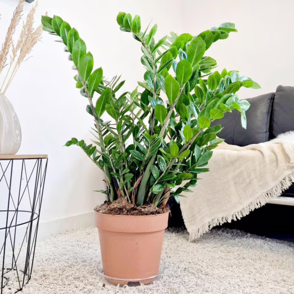 Zamiokulkas zamiolistny (Zamioculcas zamiifolia) 90-110cm
