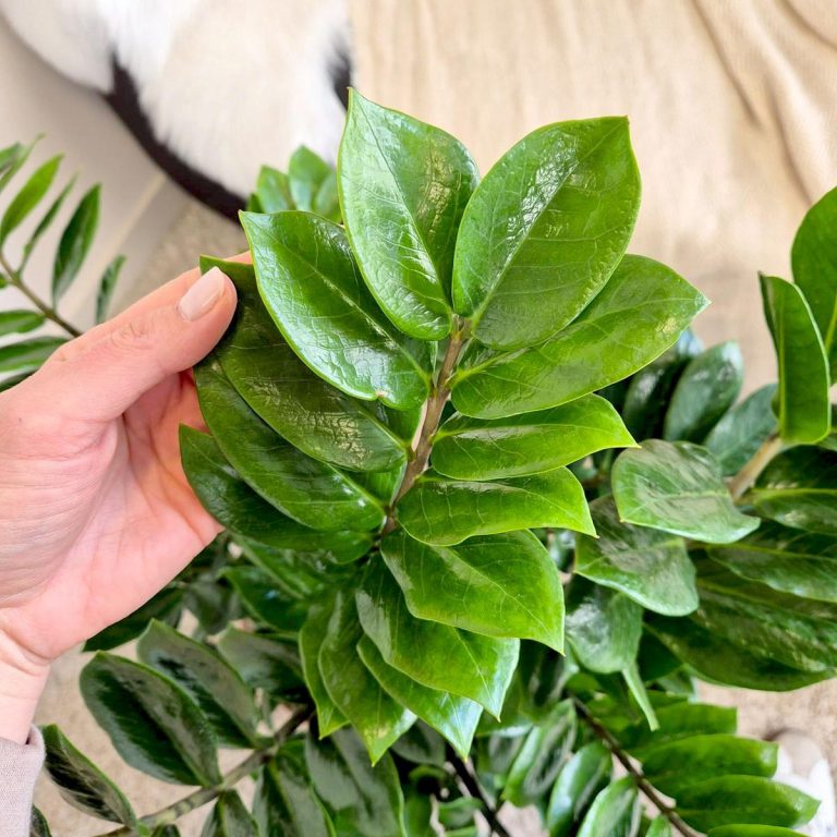 Zamiokulkas zamiolistny (Zamioculcas zamiifolia) 95cm