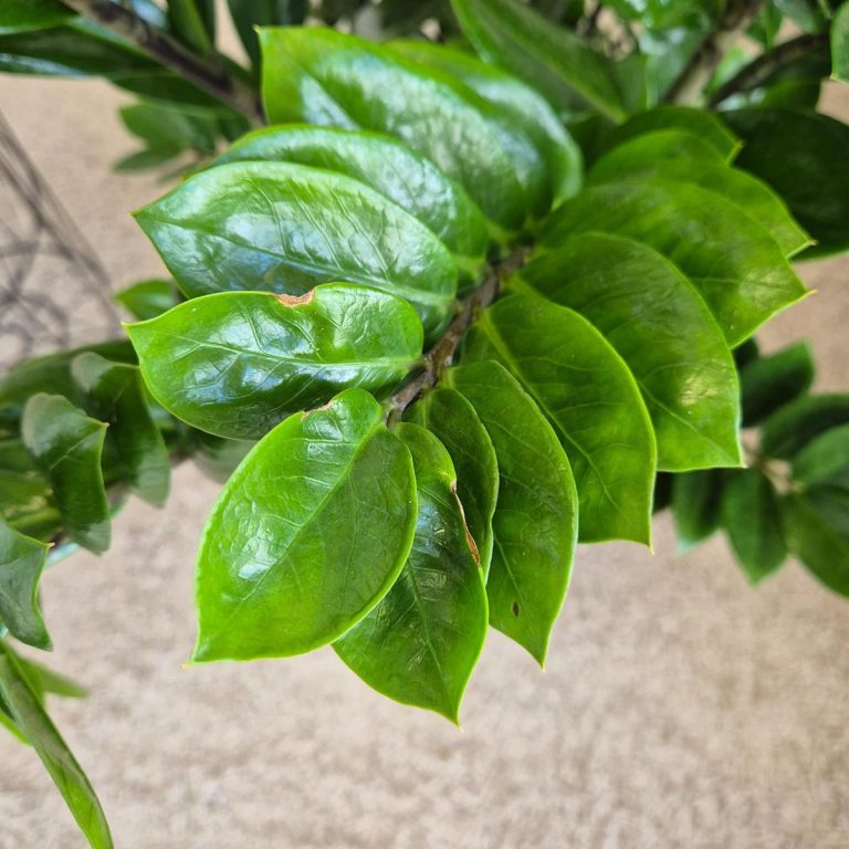 Zamiokulkas zamiolistny (Zamioculcas zamiifolia) 95cm