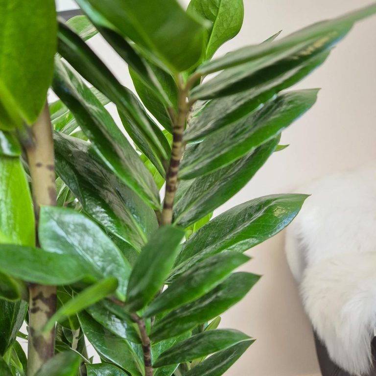 Zamiokulkas zamiolistny (Zamioculcas zamiifolia) 95cm