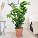 Zamiokulkas zamiolistny (Zamioculcas zamiifolia) 95cm