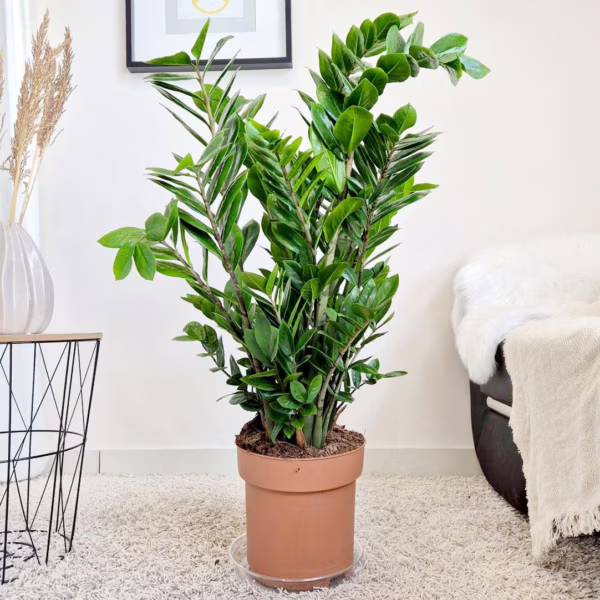 Zamiokulkas zamiolistny (Zamioculcas zamiifolia) 90-100cm